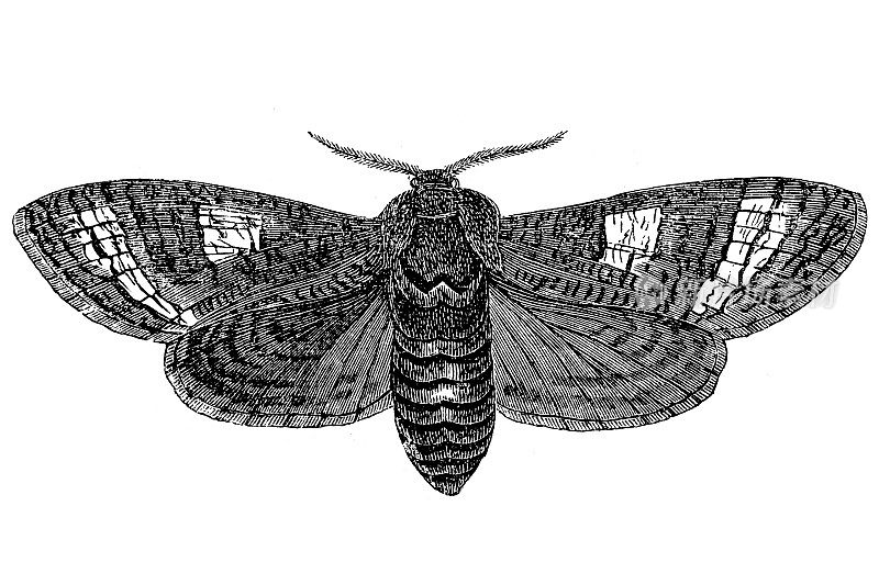 山羊蛾(Cossus Cossus)